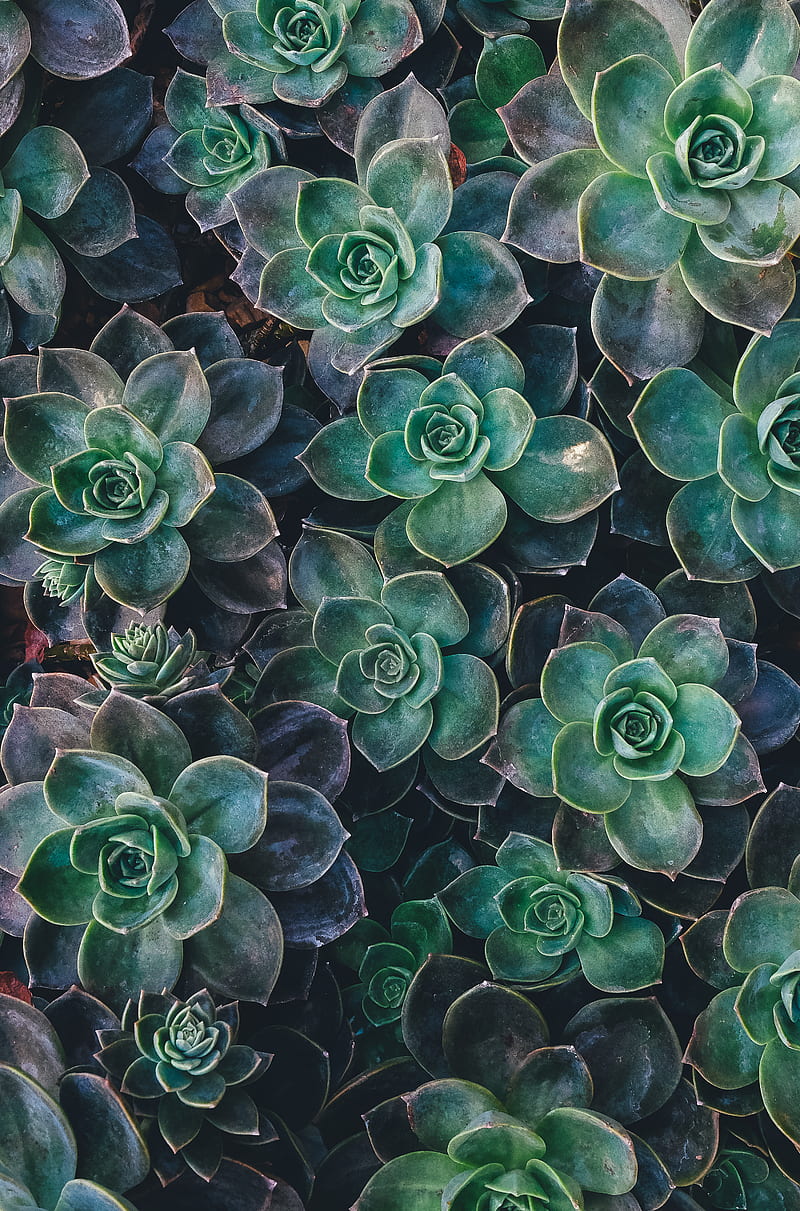 top view of green succulent plants, HD phone wallpaper