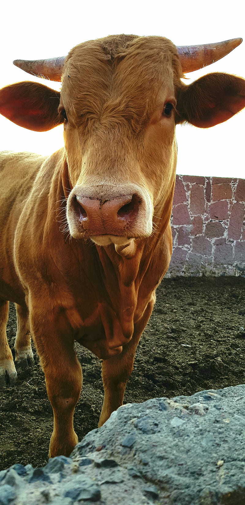 Toro2, bull, bulls, cattle, cow, cows, toros, HD phone wallpaper