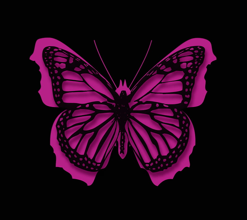 Butterfly, black, desenho, pink, vector, HD wallpaper | Peakpx