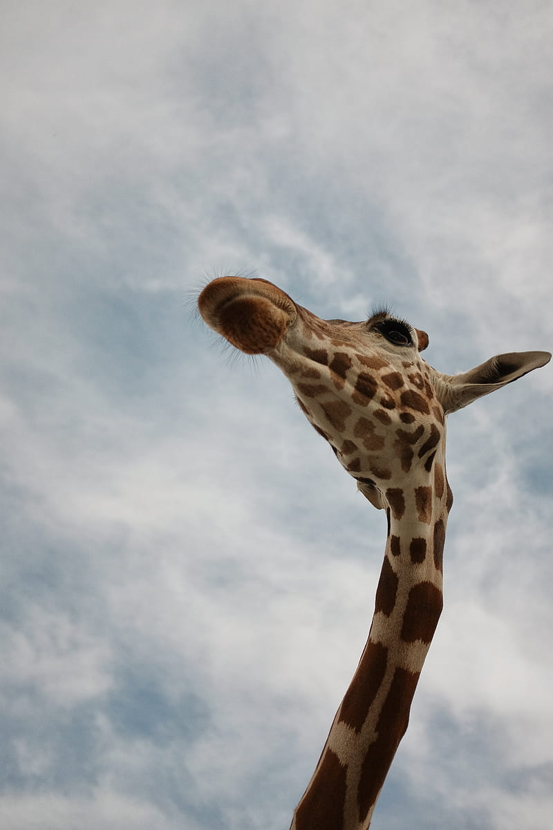 giraffe under white cloudy sky during daytime, HD phone wallpaper