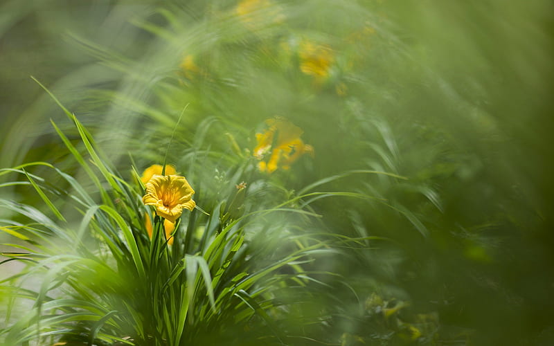 *** Yellow flowers on meadow ***, flower, flowers, yellow, nature, meadow, HD wallpaper