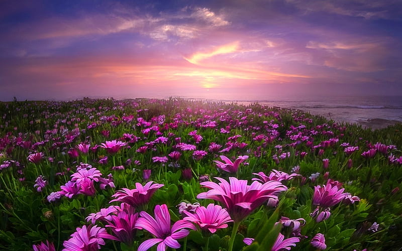Sunset On A Field Of Daisies, ocean, sunset, waves, sky, clouds, daisies, water, Spring, field, HD wallpaper