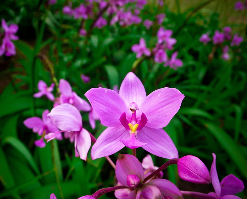 Orchid, bonito, flower, nature, purple, HD wallpaper
