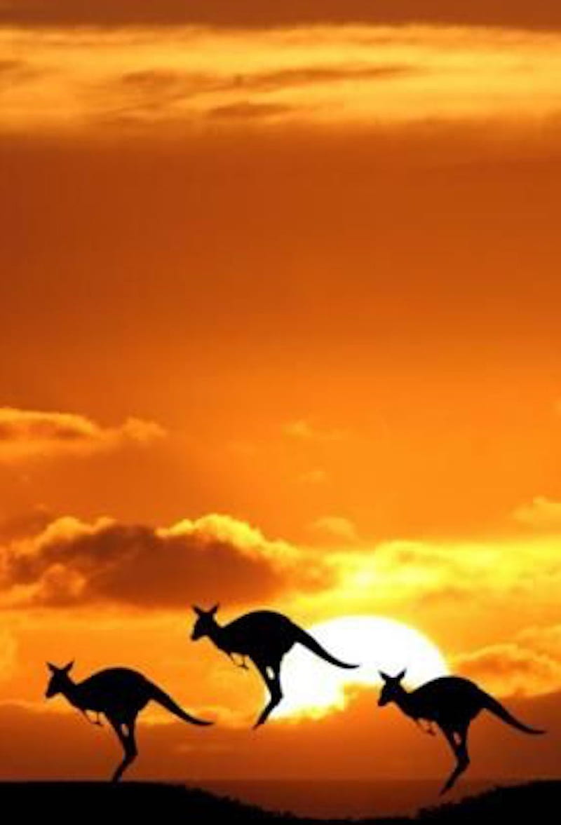 australia, kangaroo, lannd, HD phone wallpaper