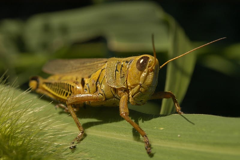 Grasshopper, Nature, Insect, Bug, HD wallpaper