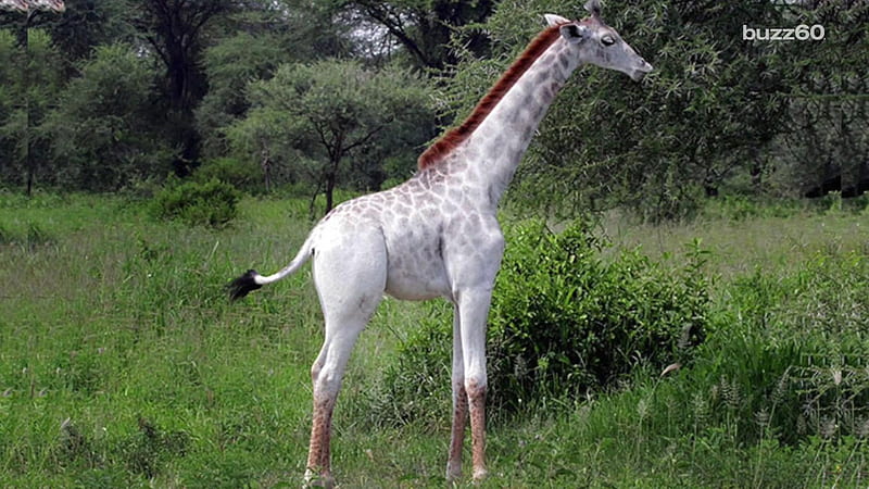 Rare white giraffe, White giraffe, Rare, Giraffe, Tanzania, HD wallpaper