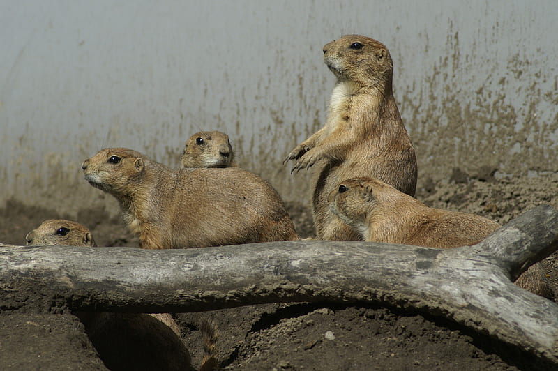 Prairie Dog Family, zoo, family, rodents, animals, HD wallpaper