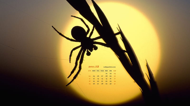 Spider-December 2011-Calendar, HD wallpaper