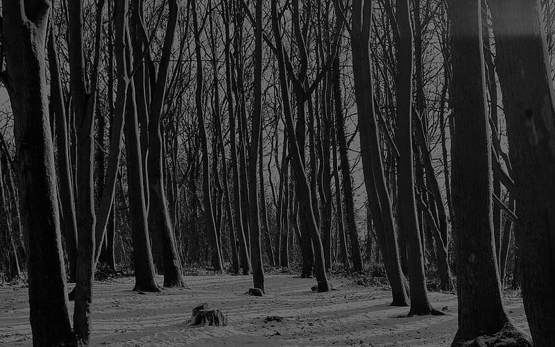 for , laptop. cold winter forest snow nature mountain dark bw, Black Forest Winter, HD wallpaper