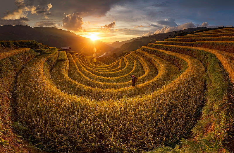 Field, Sunset, Nature Ultra, Nature, Landscape, Field, Asia, Harvest, Rice, Paddy, HD wallpaper