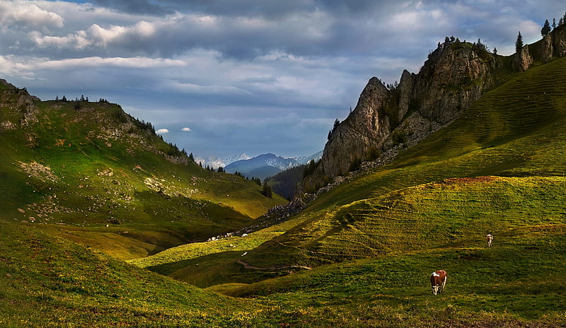 Animal, Cow, Alps, Mountain, Pasture, HD wallpaper