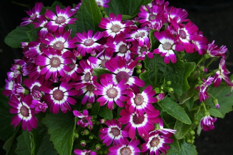 Cineraria Flowers, cineraria, flower, close up, purple, HD wallpaper