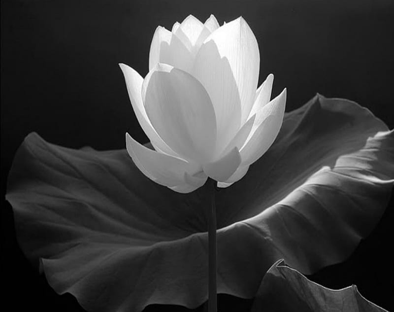 ~ Lotus Flower ~, Lotus, Greyscale, Petals, Flower, HD wallpaper