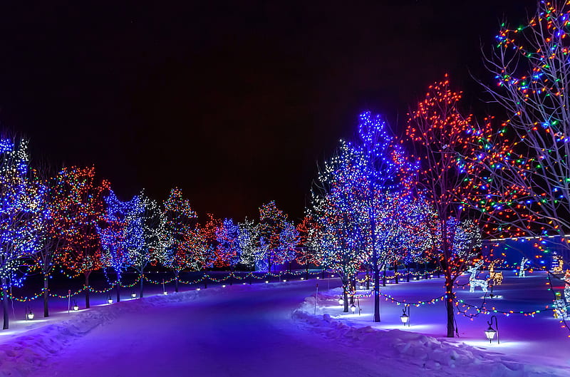 city night park road trees illumination snow winter [] for your , Mobile & Tablet. Explore Snow in the City . Snow in the City, HD wallpaper