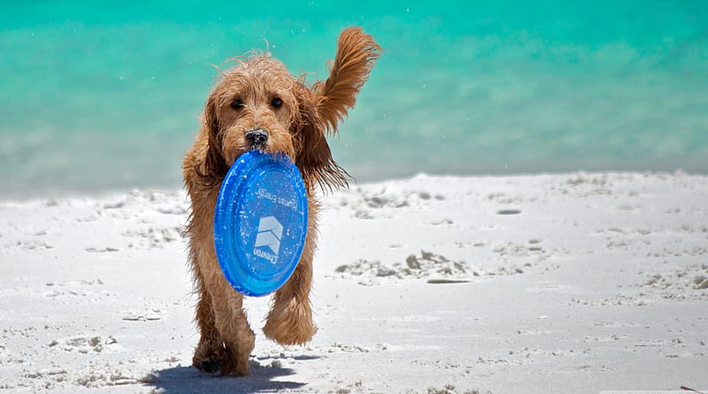 playing fetch, beach, sand, frisbee, dog, HD wallpaper