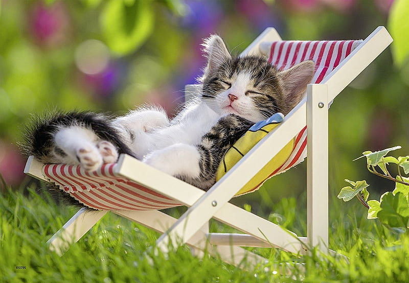 https://w0.peakpx.com/wallpaper/144/685/HD-wallpaper-kitten-cute-sleep-green-summer-chair-cat-animal-pisica.jpg