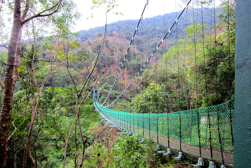 Suspension bridge, mountain, mountain climbing, forest, HD wallpaper