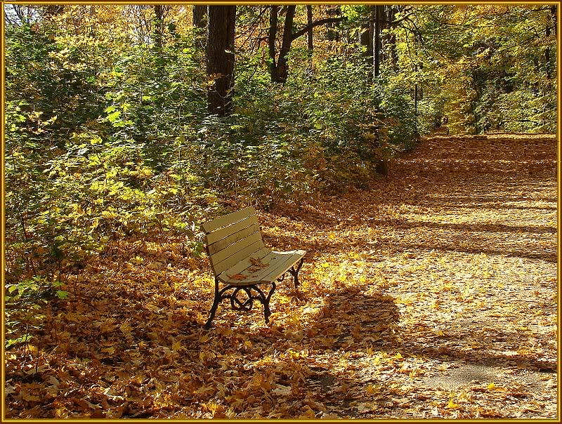 A Place to Seat, forest, fall, autumn, bench, shadow, trees, bushes, leaves, bunch, path, nature, HD wallpaper