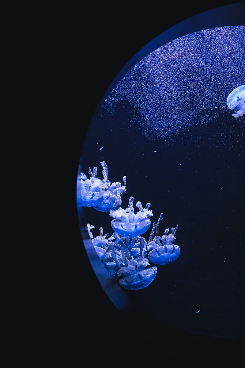 jellyfish, underwater, water, porthole, macro, HD phone wallpaper