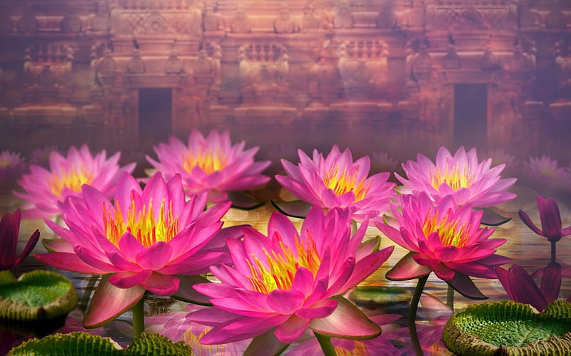 Lotuses, fantasy, lotus, flower, yellow, abstract, pink, HD wallpaper