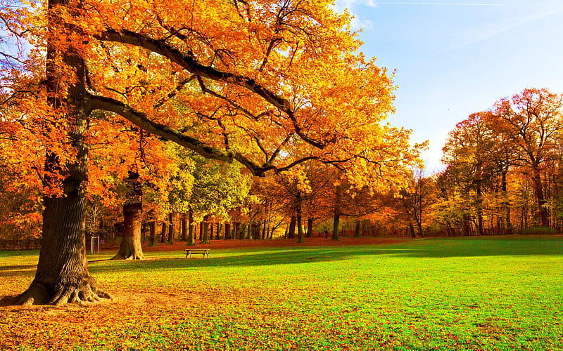 Autumn Park, colors, leaves, trees, meadow, HD wallpaper | Peakpx