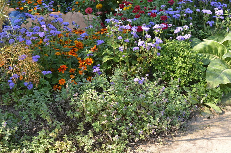 Flower Beds, plants, summer, blossoms, path, colors, park, HD wallpaper