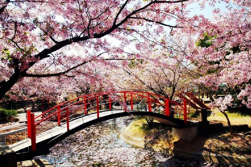 Spring in Japan, sakura, tree, japan, japanese, bridge, river, spring, cherry, HD wallpaper