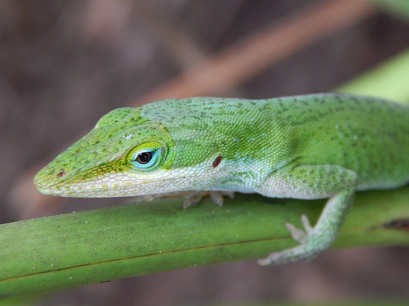 Green Anole Lizard Cute, anole, pretty, green, lizards, color, pets, animals, HD wallpaper