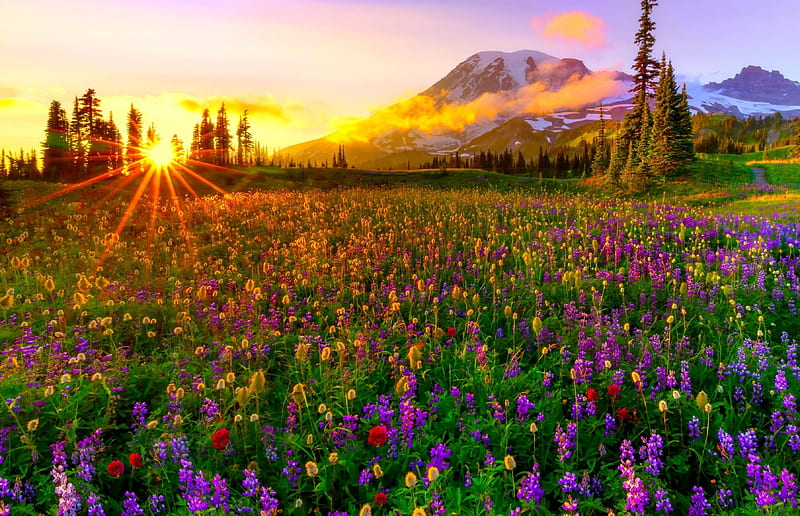 Sunset over the Meadow, Flowers, Meadow, Nature, Sunset, HD wallpaper