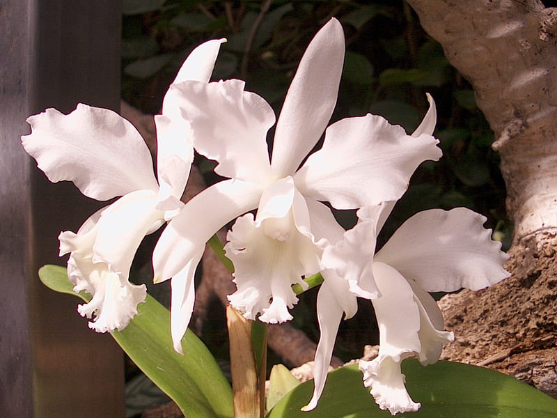 White Orchids, loro parque, tenerife, HD wallpaper