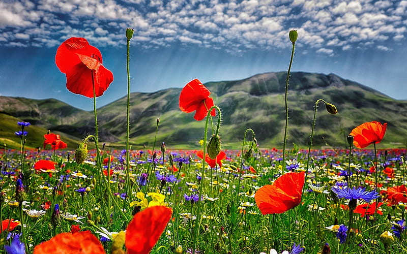 Meadow in Umbria, Italy, flowers, hills, Italy, meadow, HD wallpaper