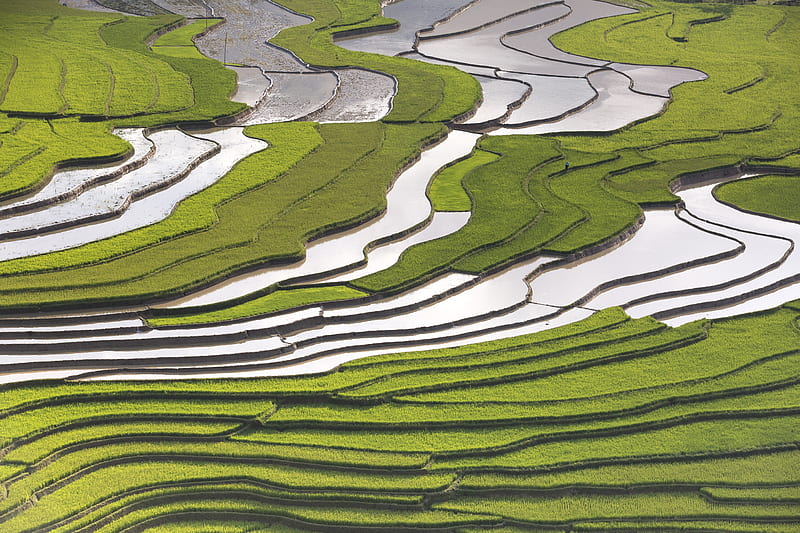 Rice Terraces, HD wallpaper