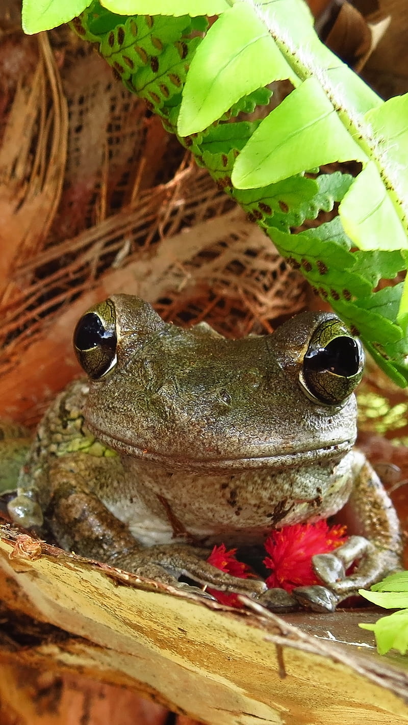 Frog, amphibian, animal, greatnature, orlandofl, wildlife, HD phone wallpaper