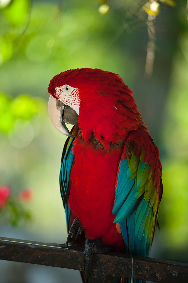 macaw, parrot, bird, color, red, wildlife, HD phone wallpaper