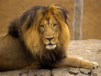 KING OF THE BEASTS, handsome, majestic, stunning, lion, HD wallpaper |  Peakpx
