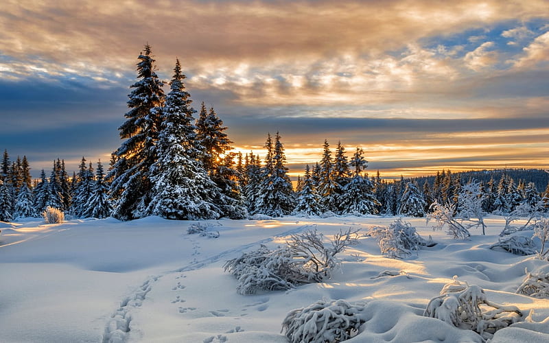 Lillehammer, sunset, winter, snowdrifts, forest, Norway, HD wallpaper