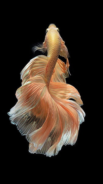 Betta Fish HD Wallpaper Desktop Computer.jpg Desktop Background