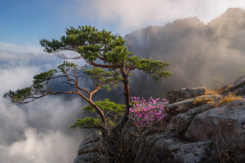 Trees, Tree, Cloud, Landscape, Mountain, Rock, South Korea, HD wallpaper