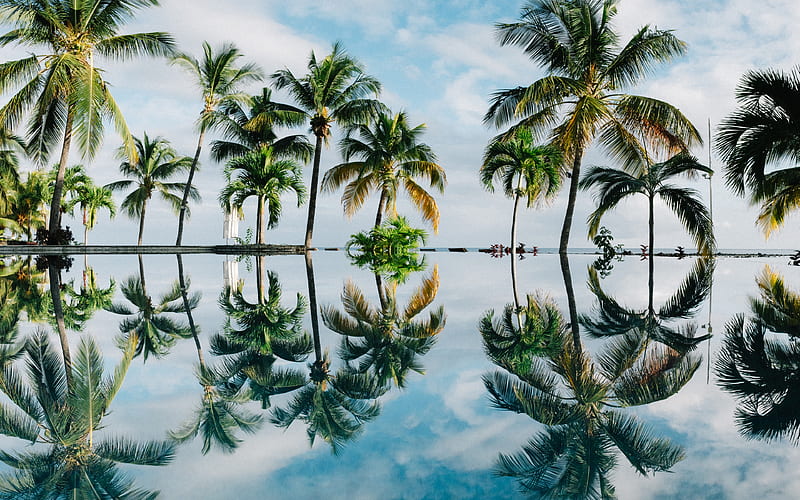 Tropics summer, sea, palms, resort, HD wallpaper