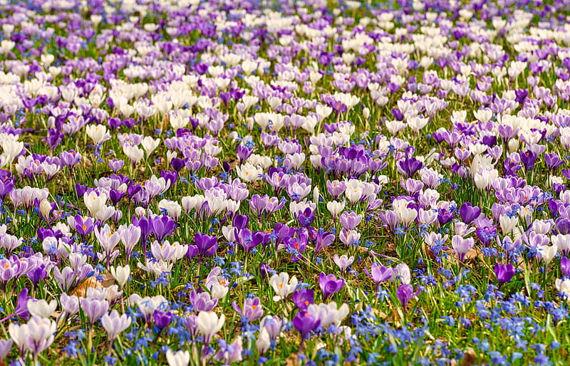 Flowers, Crocus, Flower, Purple Flower, Spring, White Flower, HD wallpaper