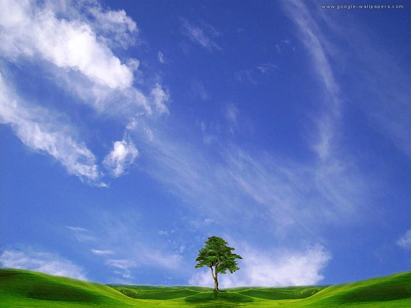 Arvore Solitaria, tree, sky, grass, blue, HD wallpaper | Peakpx
