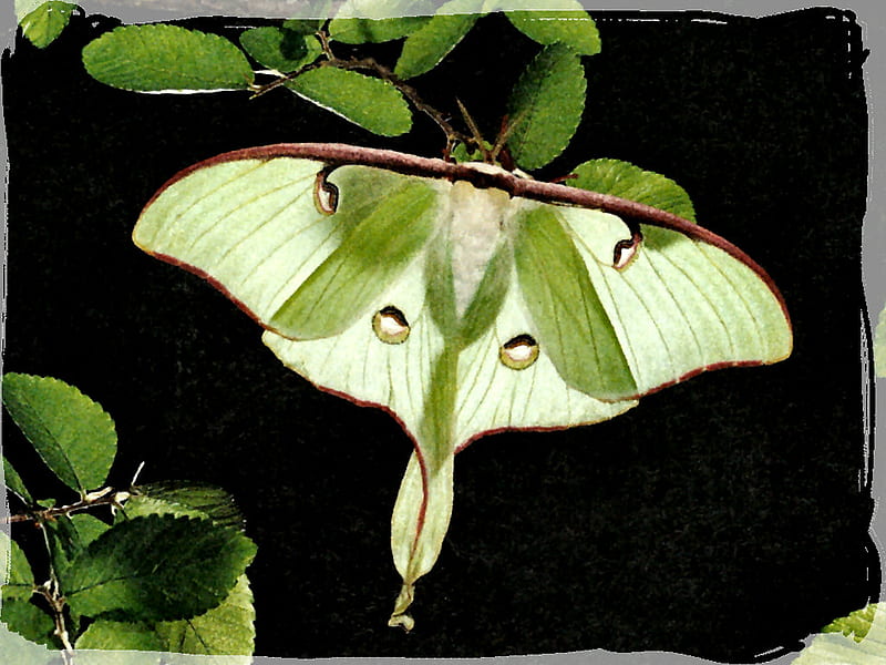 Luna Moth Pictures  Download Free Images on Unsplash