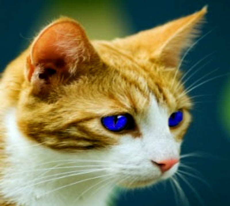 Orange Tabby With Blue Eyes, Orange, Cats, Blue eyes, Tabby, Animals, HD wallpaper