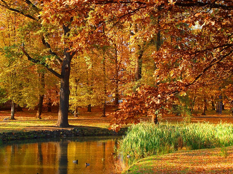 Autumn landscape, Pond, Autumn, Poland, Trees, Park, HD wallpaper | Peakpx