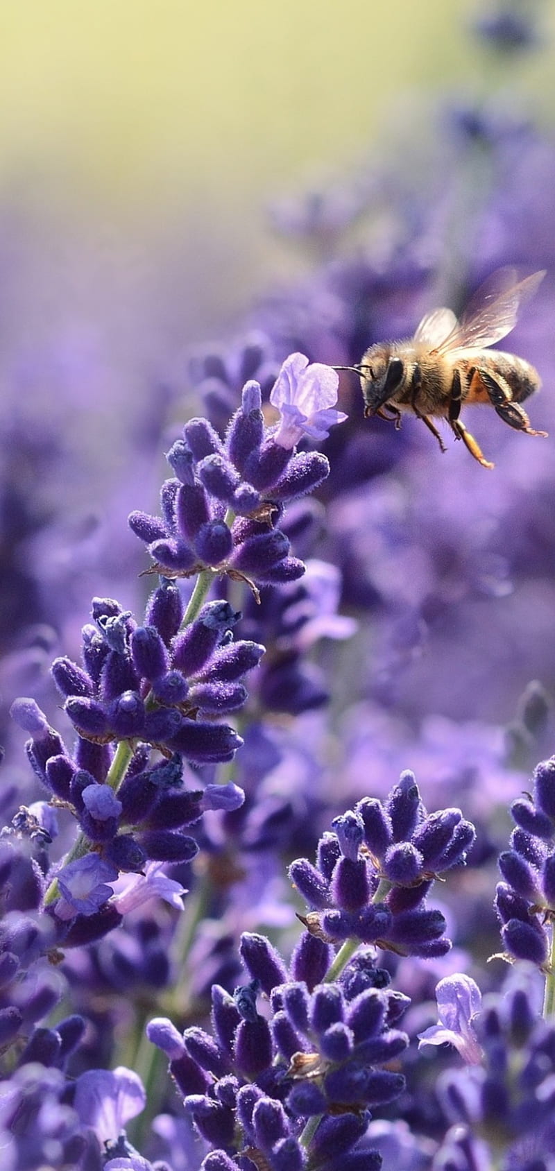 Lavender Bee, bees, flower, HD phone wallpaper