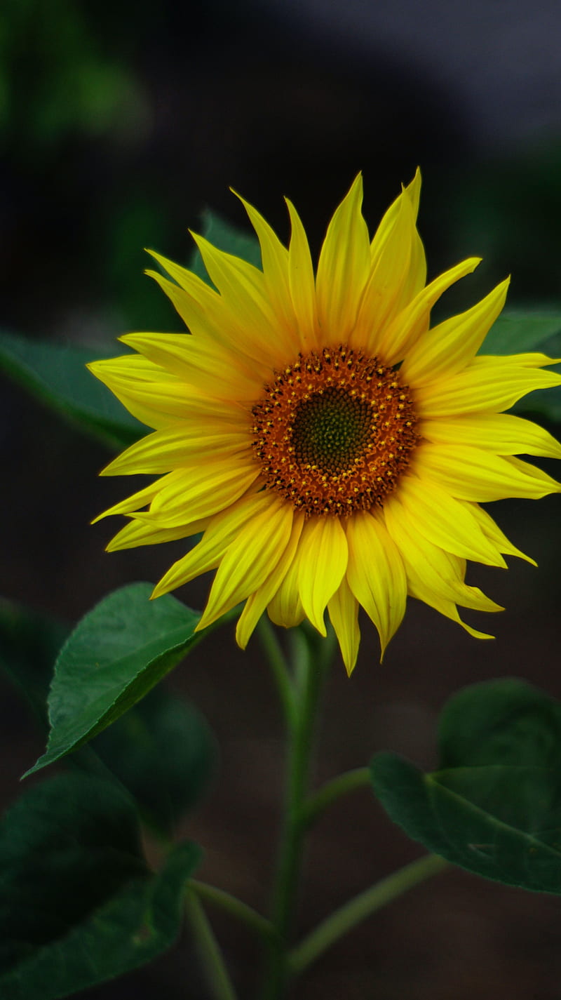 - Sunflower , bonito, nature, HD phone wallpaper