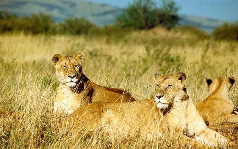 African Lions, cats, beasts, wild, lions, HD wallpaper