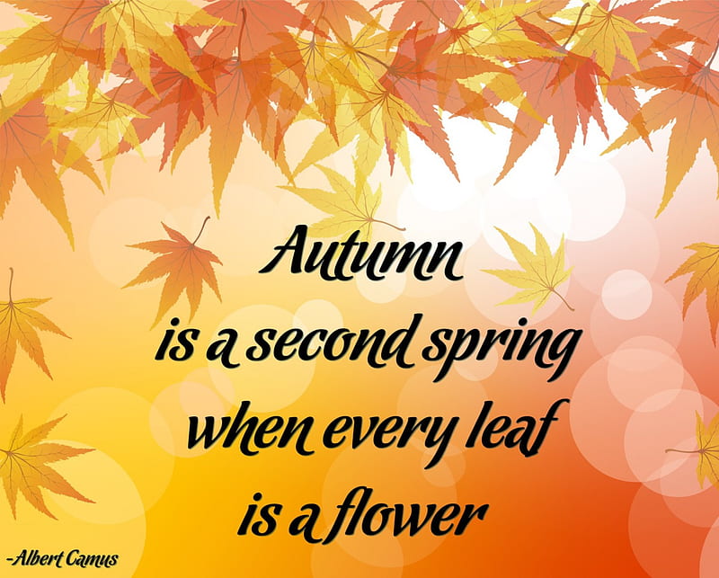 Second spring, saying, fall, autumn, quote, leaf, HD wallpaper | Peakpx