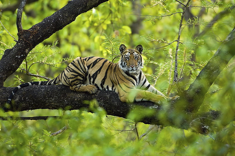 Tree Tiger, rest, tree, tiger, waiting, HD wallpaper