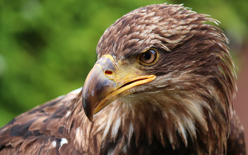 Eagle close-up, wildlife, bird of prey, eagle look, bokeh, predators, birds, Accipitridae, HD wallpaper